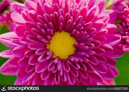 Top view close up fuchsia Chrysanthemum Morifolium flowers which is filled with morning dew.