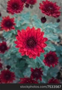 Top view close up of crimson red chrysanthemums bouquet composition. Texture pattern of blooming cardinal color chrysanths flowers, fresh autumn nature background.