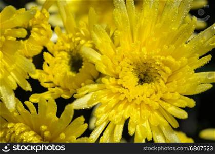 Top view close up yellow Chrysanthemum Morifolium flowers which is filled with morning dew.