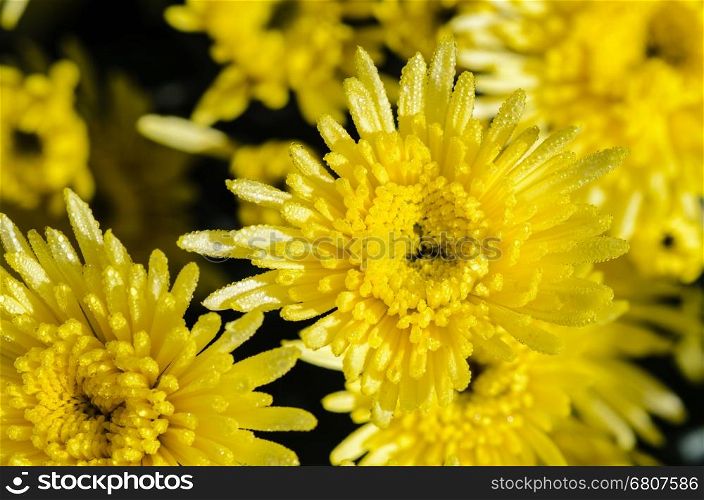 Top view close up yellow Chrysanthemum Morifolium flowers which is filled with morning dew.