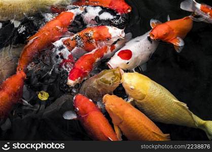 top view colorful koi fishes 2