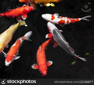 top view colorful koi fishes 4