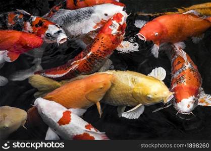top view colorful koi fishes3. Resolution and high quality beautiful photo. top view colorful koi fishes3. High quality beautiful photo concept