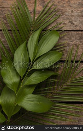 top view different plant leaves
