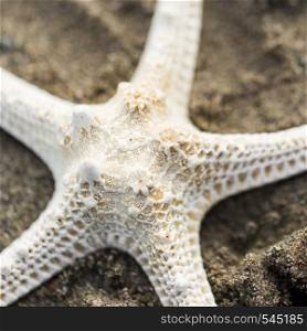top view dry starfish sand