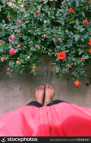 Top view farmer in field with bare foot on ground, Vietnamese woman stand in roses garden that bloom vibrant in colorful, nice scene at farm tour, Da Lat, Vietnam
