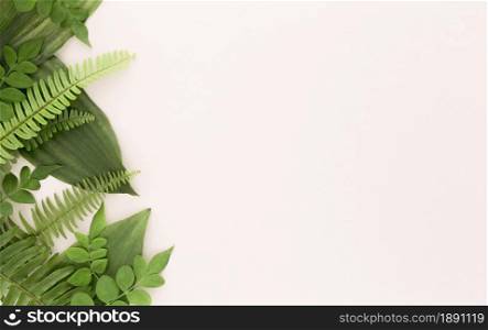 top view ferns leaves with copy space. Resolution and high quality beautiful photo. top view ferns leaves with copy space. High quality and resolution beautiful photo concept