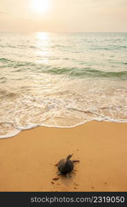 Top view, Green Sea Turtle on the tropical beach at sunset, heading for the ocean for the first time. Golden sun setting and coastline backgrounds. Khao Lampi-Hat Thai Mueang National Park, Phang Nga, Thailand. Summer season.