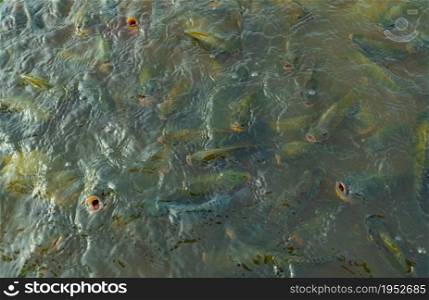 Top view group of Climbing perch fish in farm waiting for food in aquaculture pond at feeding time. Freshwater fish in aquaculture pond. Freshwater fish wait for feeding. Animal feed industry.