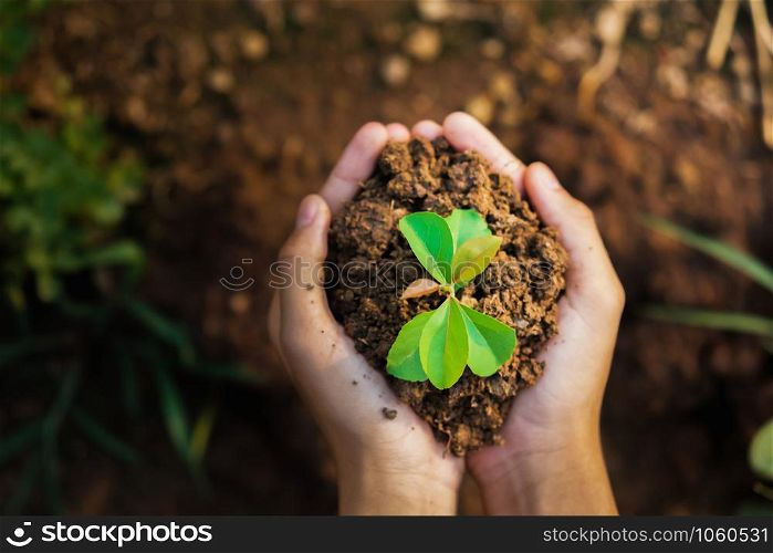 top view hand holding young plant growing. concept eco and earth day