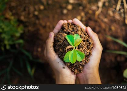 top view hand holding young plant growing. concept eco and earth day