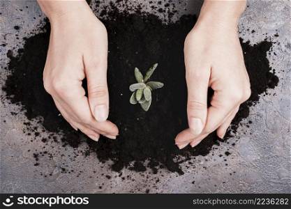 top view hands plant soil
