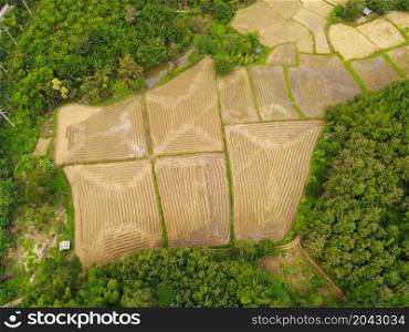 Top view harvest rice field from above with agricultural crops yellow ready to harvest, Aerial view of the rice field area fields nature agricultural farm, Birds eye view farm