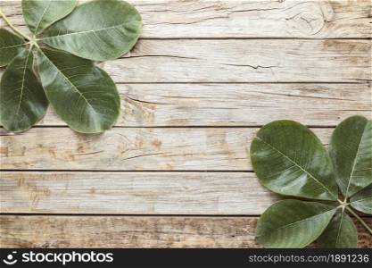 top view leaves with copy space. Resolution and high quality beautiful photo. top view leaves with copy space. High quality and resolution beautiful photo concept