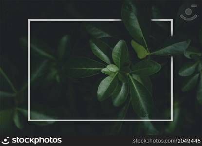 Top view leaves with white paper frame with copy space in dark light, flat lay of green plant with shadow in picture frame,Backdrop of Beautiful Nature concept for Summer or Spring background
