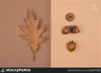 top view monochromatic leaf acorns