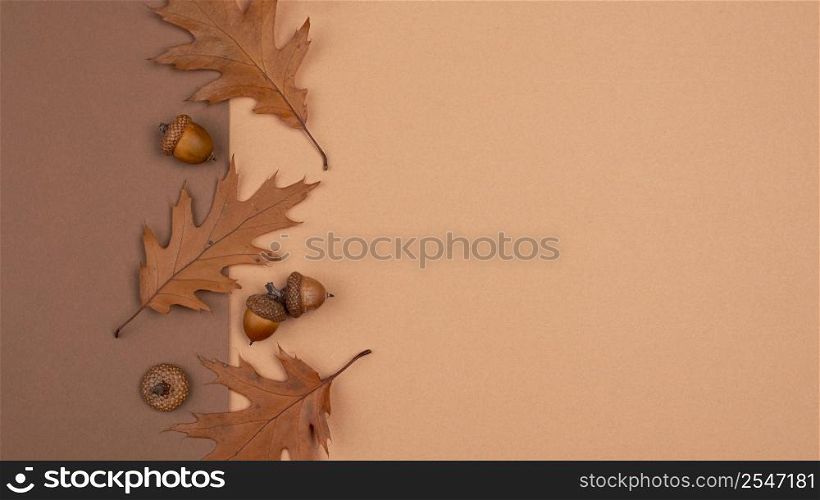 top view monochromatic leaves acorns with copy space