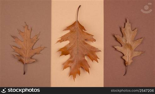 top view monochromatic selection leaves