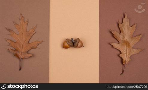 top view monochromatic selection leaves acorns 2
