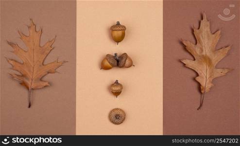 top view monochromatic selection leaves acorns