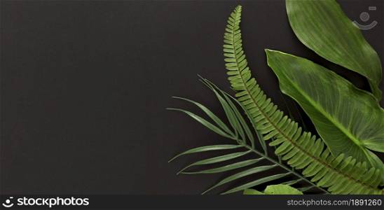 top view multiple leaves with fern copy space. Resolution and high quality beautiful photo. top view multiple leaves with fern copy space. High quality and resolution beautiful photo concept
