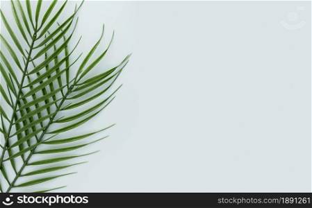 top view multiple thin leaves with copy space. Resolution and high quality beautiful photo. top view multiple thin leaves with copy space. High quality and resolution beautiful photo concept