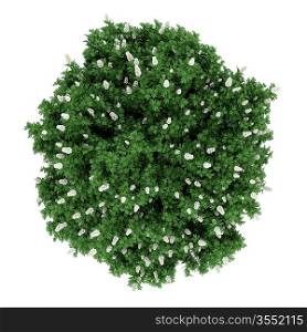 top view oakleaf hydrangea bush isolated on white background