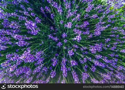 Top view of a bouquet of purple lavender flowers . Bunch of lavender flowers. Photo from above.. Top view of a bouquet of purple lavender flowers