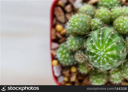 Top view of a cactus