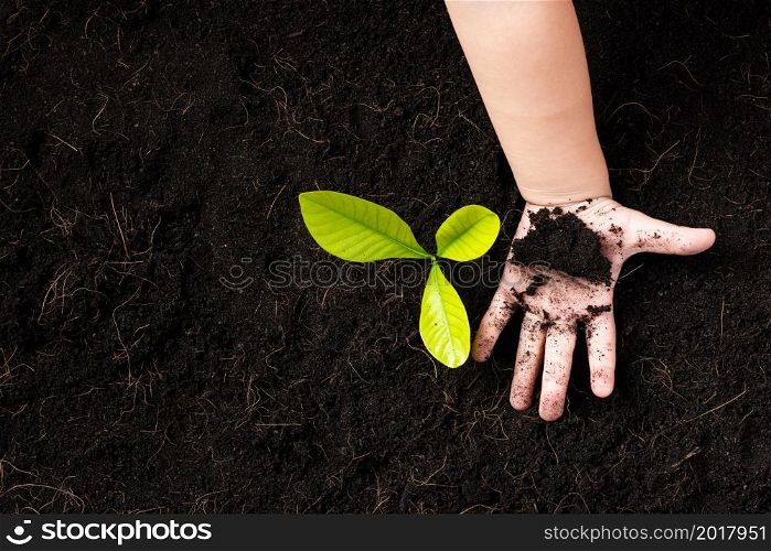 Top view of a green little seedling young tree in black soil on child&rsquo;s hands he is planting, Concept of global pollution, Save Earth day and Hand Environment conservation