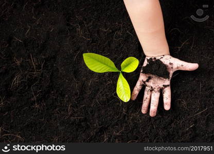 Top view of a green little seedling young tree in black soil on child&rsquo;s hands he is planting, Concept of global pollution, Save Earth day and Hand Environment conservation