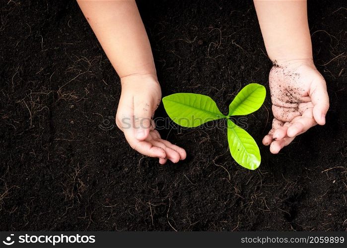 Top view of a green little seedling young tree in black soil on child&rsquo;s hands he is planting, Concept of global pollution, Save Earth day and Hand Environment conservation