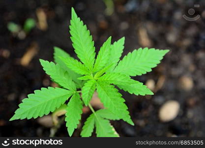 Top view of a growing Cannabis plant with soil background.