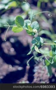 Top view of a Snow pea plant with green leaves and white flowers in a homegrown vegetable garden a summer day with sunlight.. Top view of a Snow pea plant with green leaves and white flowers in a homegrown vegetable garden a summer day with sunlight