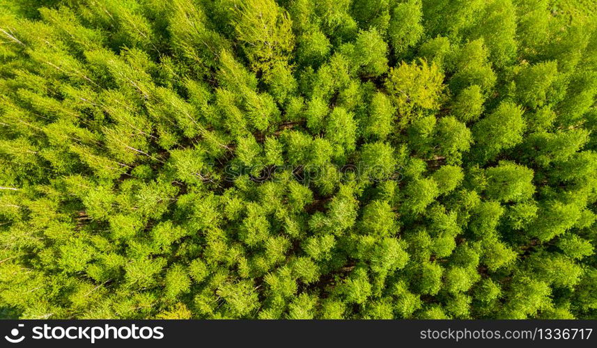 Top view of a young green forest in spring or summer