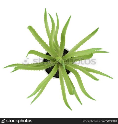 top view of aloe plant in pot isolated on white background