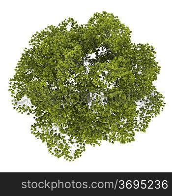 top view of american beech tree isolated on white background