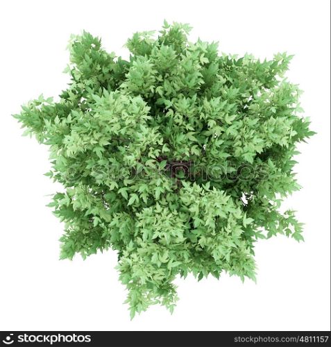 top view of amur maple tree isolated on white background. 3d illustration