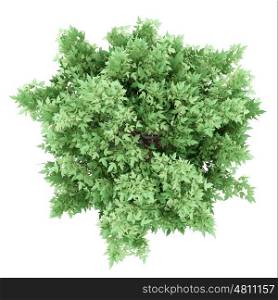 top view of amur maple tree isolated on white background. 3d illustration