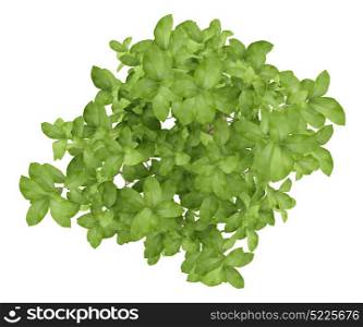top view of apple tree isolated on white background. 3d illustration
