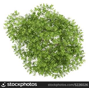 top view of apple tree isolated on white background. 3d illustration