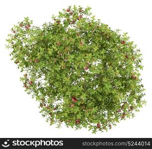 top view of apple tree with red apples isolated on white background. 3d illustration