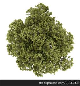 top view of austrian oak tree isolated on white background. 3d illustration