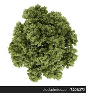 top view of austrian oak tree isolated on white background. 3d illustration