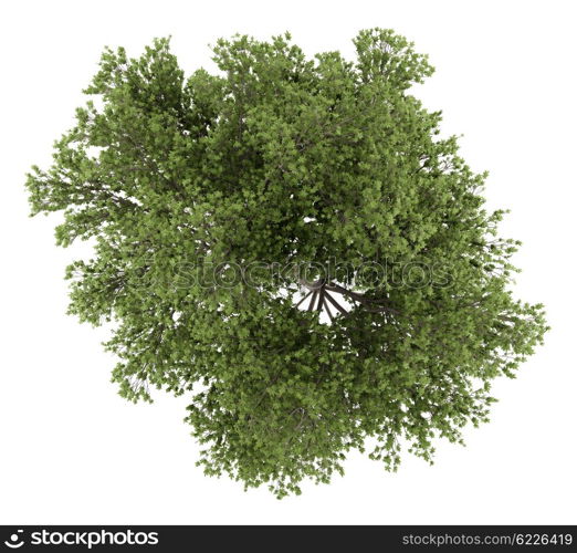 top view of austrian oak tree isolated on white background. 3d illustration