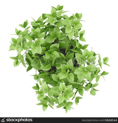 top view of balm plant in pot isolated on white background