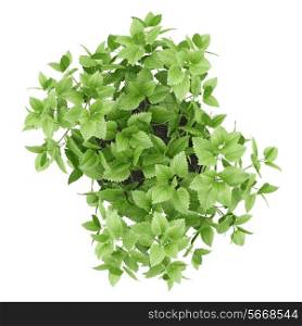 top view of balm plant in pot isolated on white background