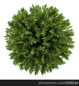 top view of bay laurel bush isolated on white background