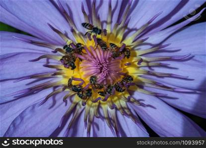 Top View of Beautiful Lotus and bees, Natural purple lotus background, Close-up of tropical lotus flower.