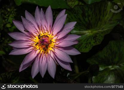 Top View of Beautiful Lotus and bees, Natural purple lotus background, Close-up of tropical lotus flower.
